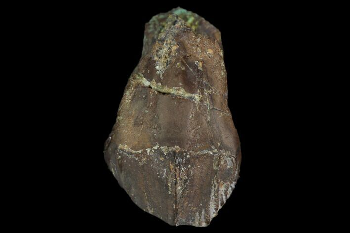 Rooted Ceratopsian Dinosaur Tooth - Judith River Formation #128524